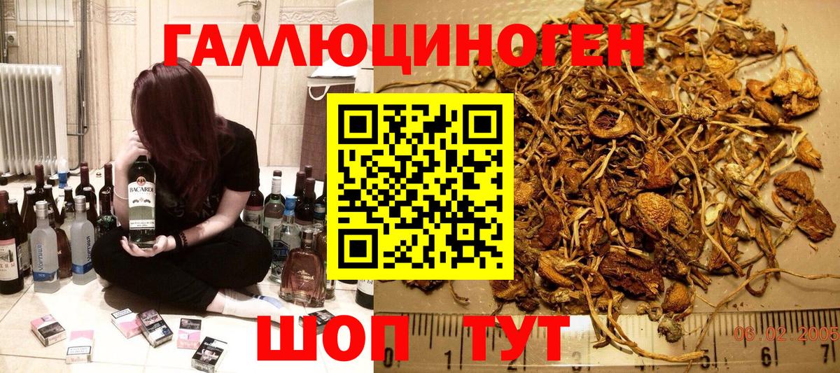 Галлюциногенные грибы Psilocybe Малгобек